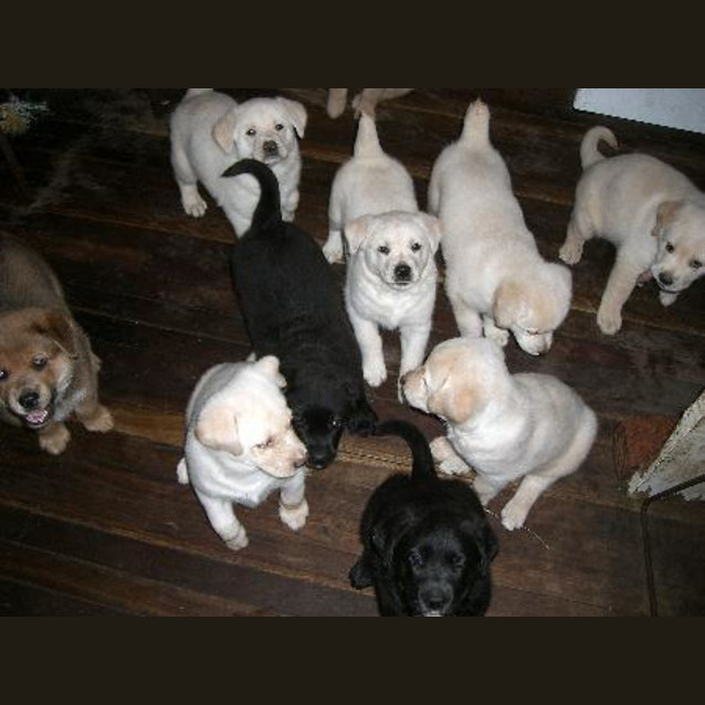 Photo of On Hold  Barnsly, Bowie, Captain, Spud