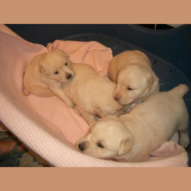 Photo of On Hold Chilli Stella Tillie Beanie Biscuit Marsi