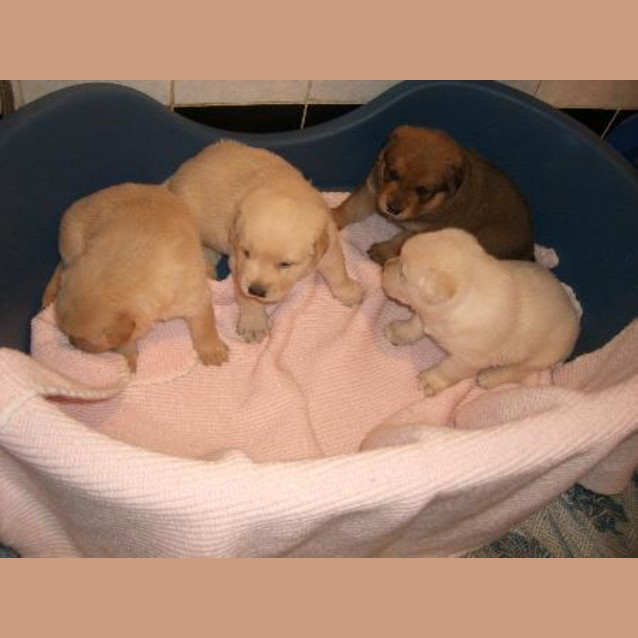 Photo of On Hold  Barnsly, Bowie, Captain, Spud