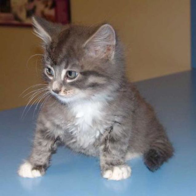 Photo of Skittles