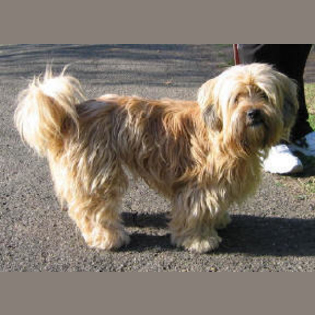 Photo of Goldie