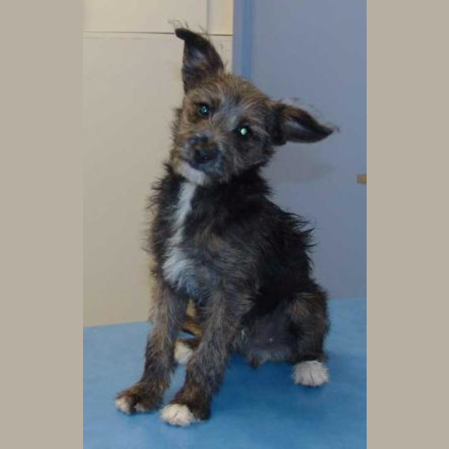 Photo of Midge
