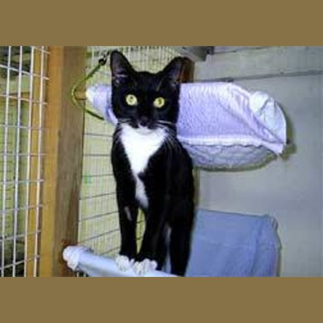 Photo of Whiskey