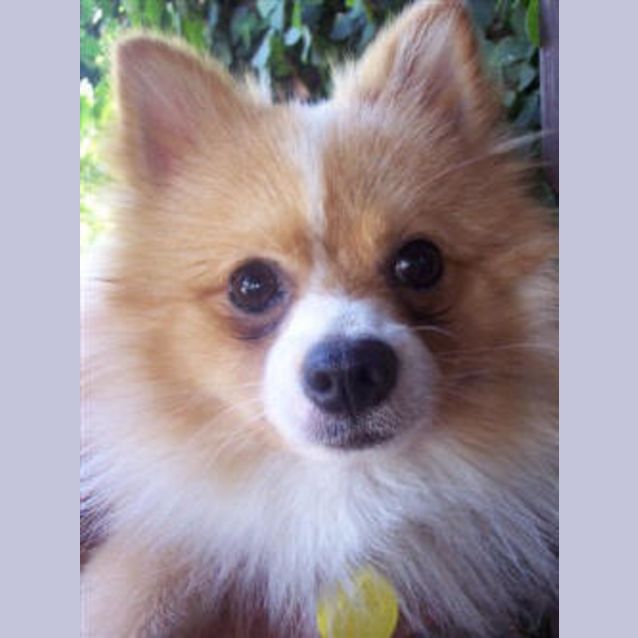 Photo of Tod