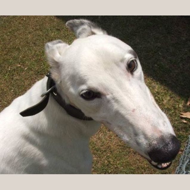 Photo of Casper
