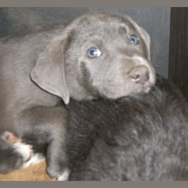 Photo of Barney I Am On Hold