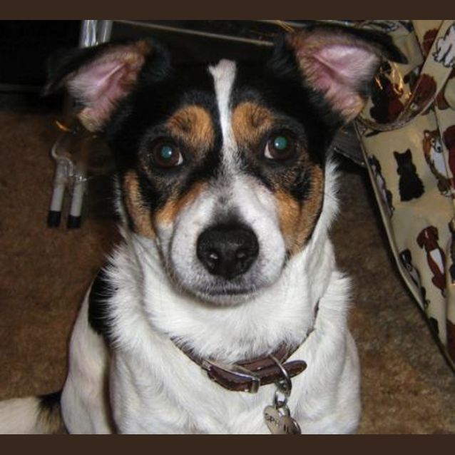 Photo of Mikey, Friendly And Gentle
