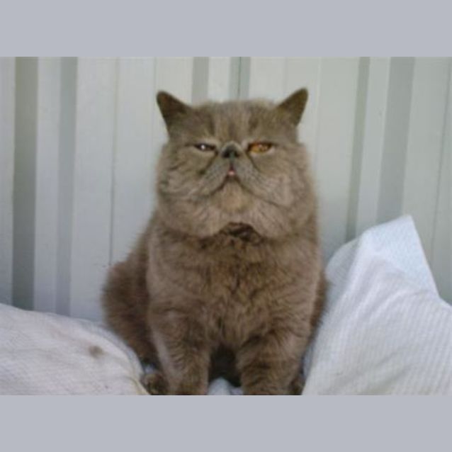 Photo of Harry, Lovable And Cuddly