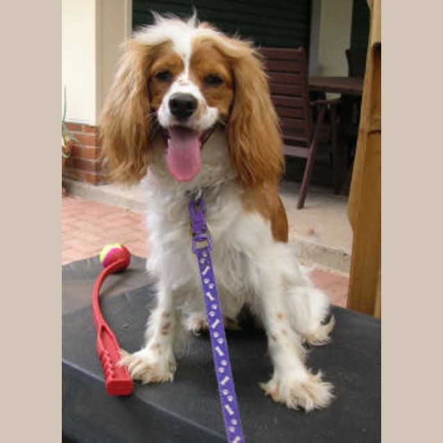Photo of Piper