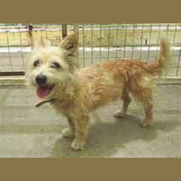Photo of Scruffy
