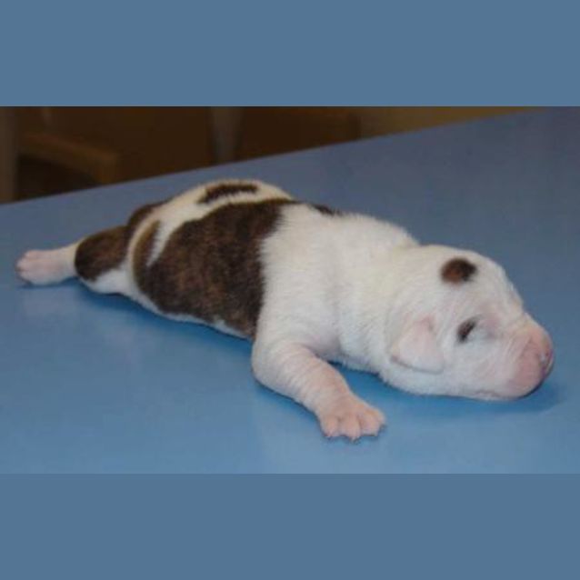 Photo of Spot