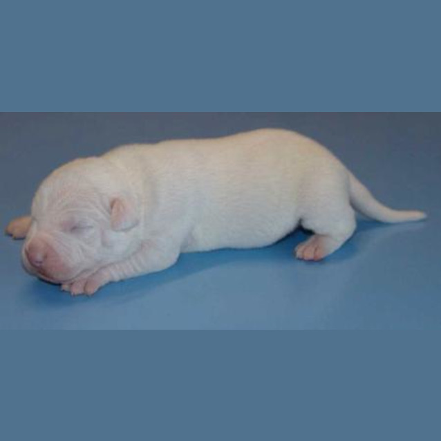 Photo of Butch