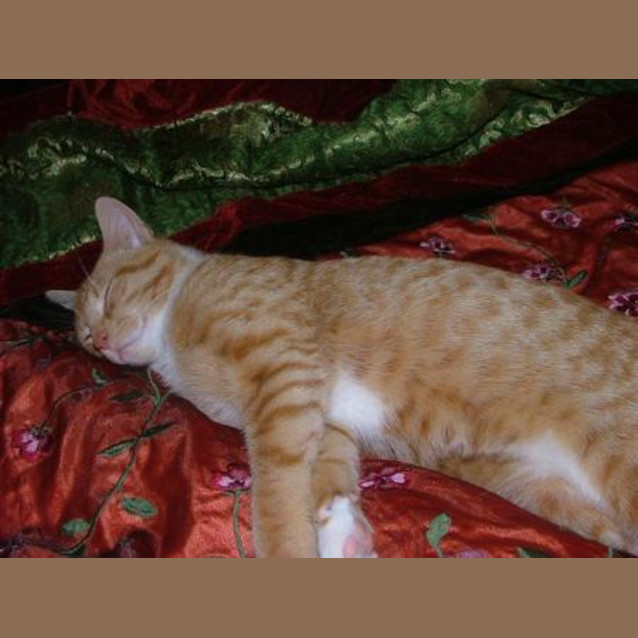 Photo of Cincha