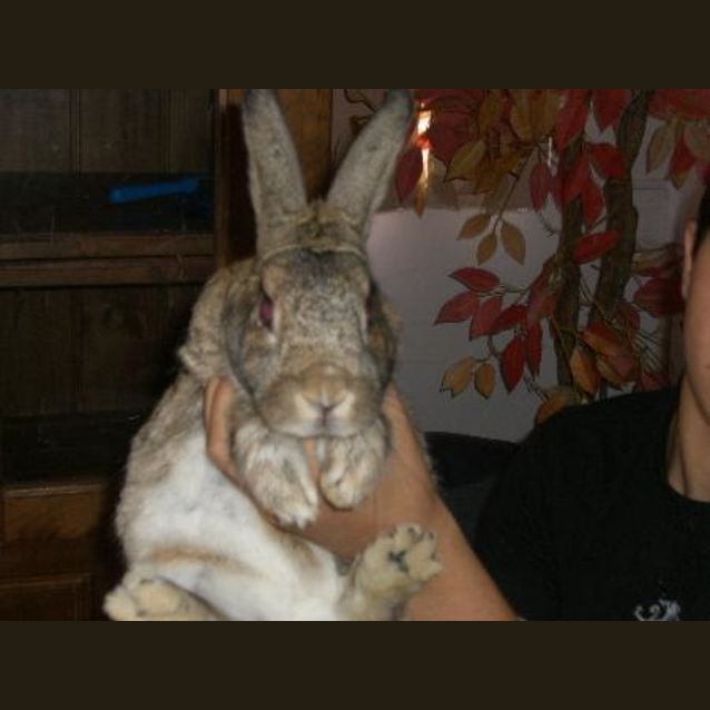 Photo of Scamper