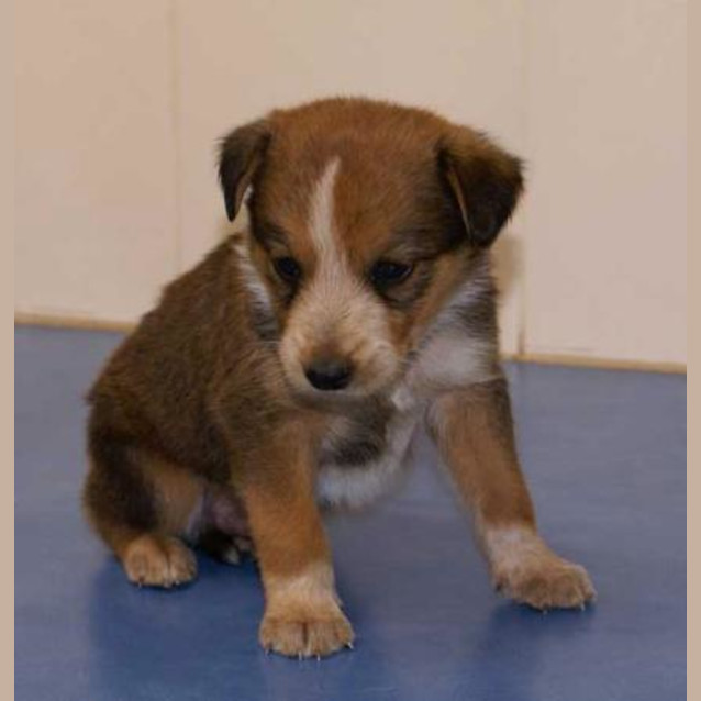 Photo of Chester