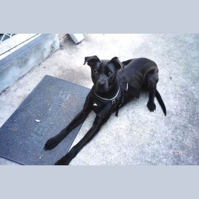 Photo of Ella **Now Adopted**