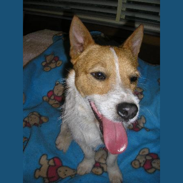 Photo of Rusty
