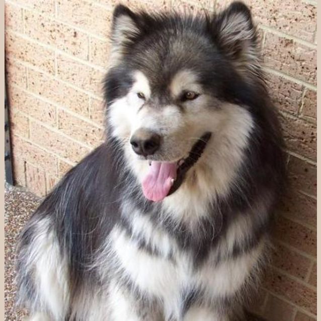 Photo of Mak