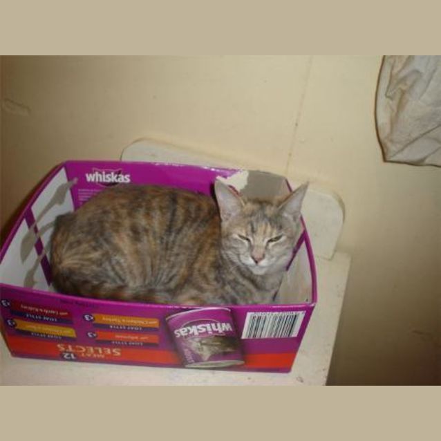 Photo of Nala
