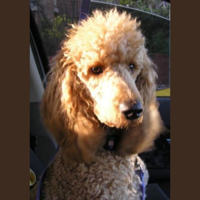 Photo of Gillie