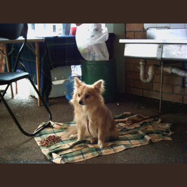 Photo of Brutus