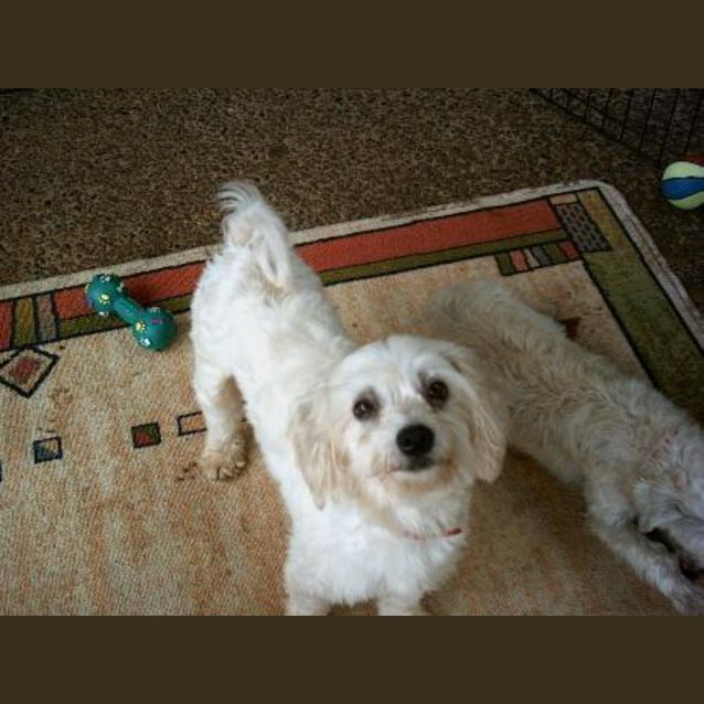 Photo of Tilly