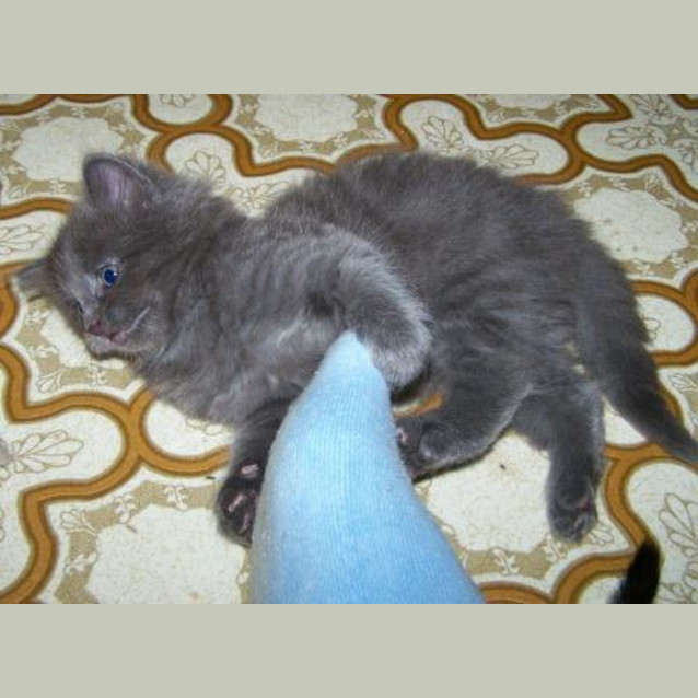 Photo of Furby Is On Trial