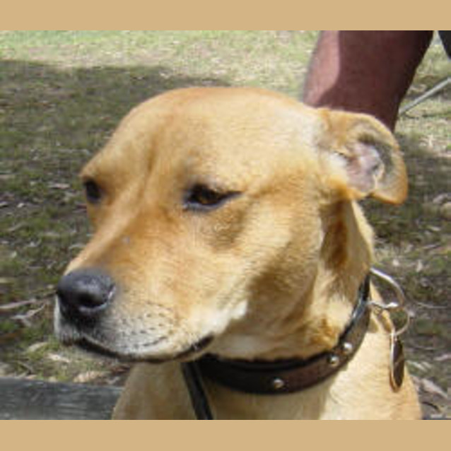 Photo of Ginger