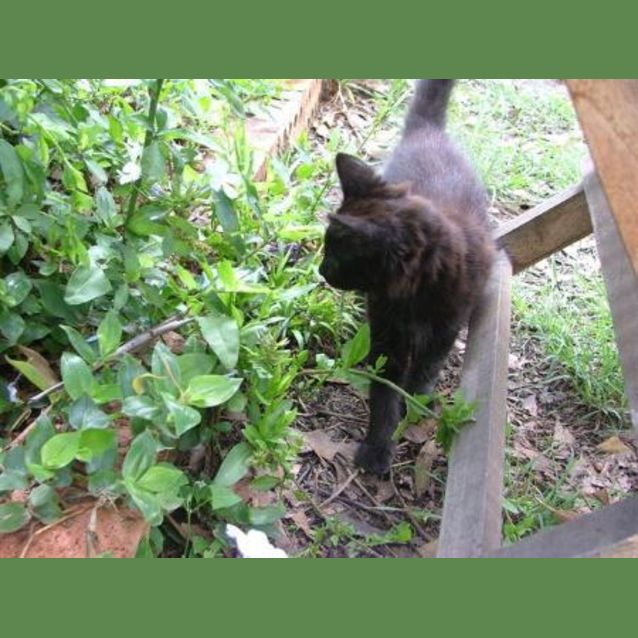 Photo of Cadbury