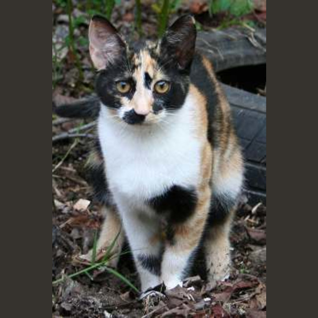 Photo of Fizz