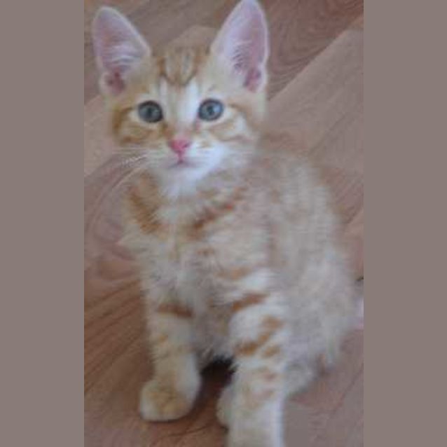 Photo of Stewie