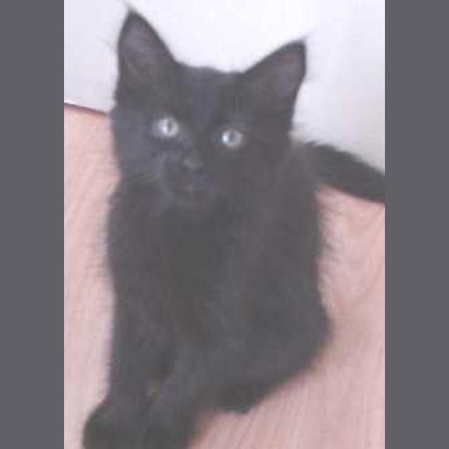 Photo of Ebony