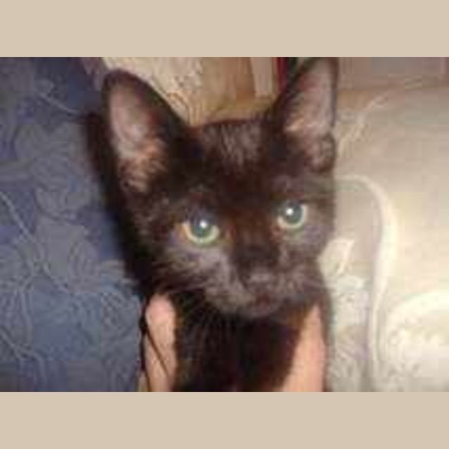 Photo of Panther