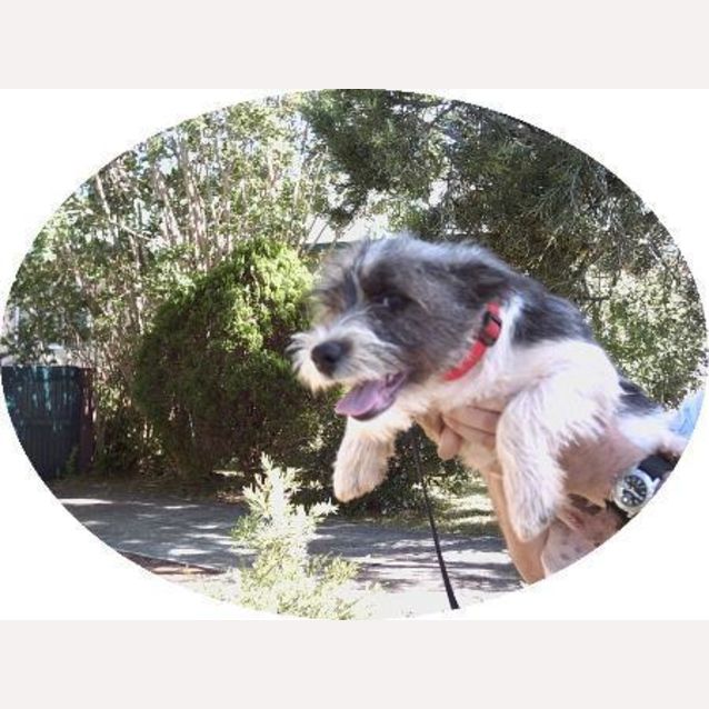 Photo of Penny