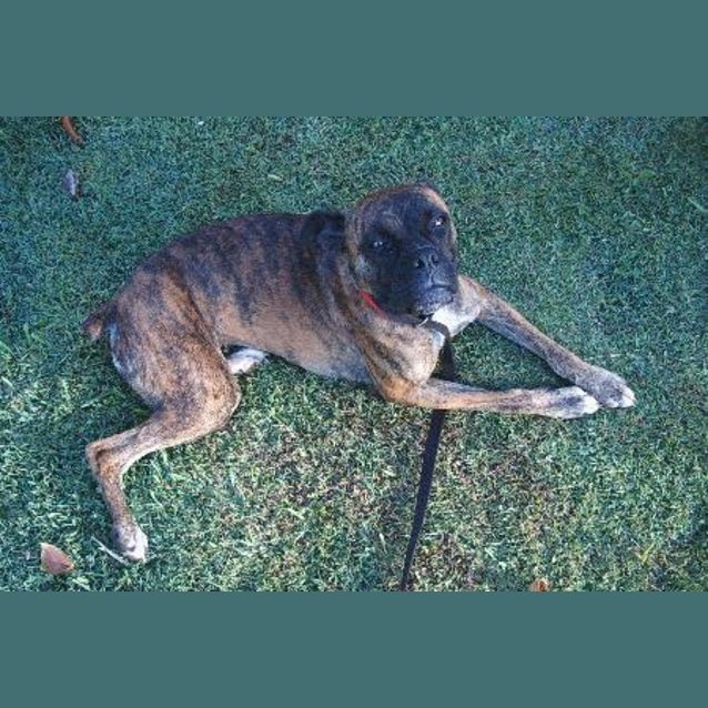 Photo of Bella