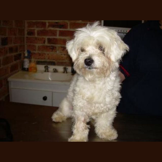 Photo of Pixie