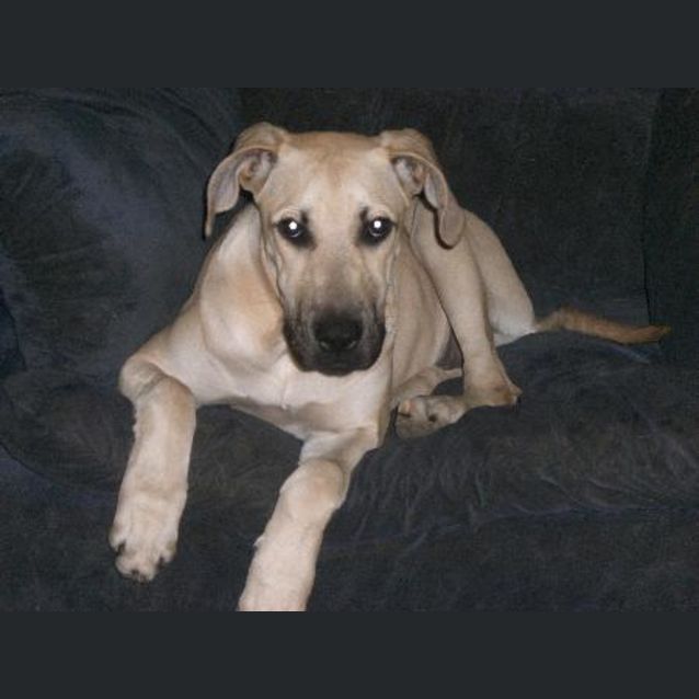 Photo of I Am On Hold Leila