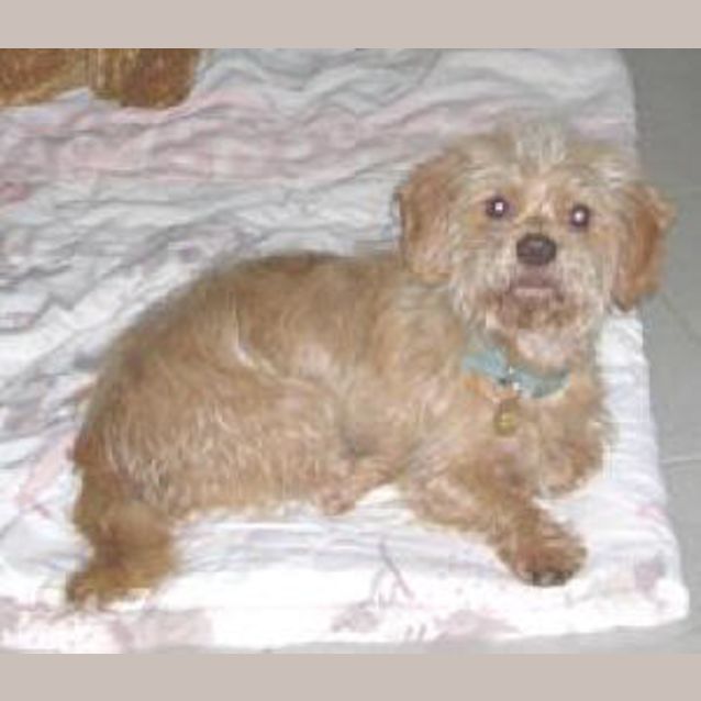 Photo of Willow