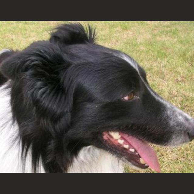 Photo of Buster