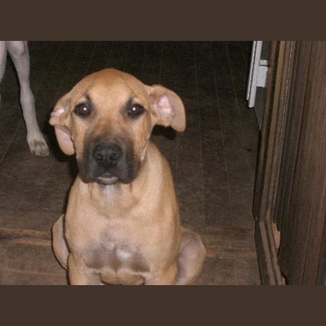 Photo of I Am On Hold Fraza