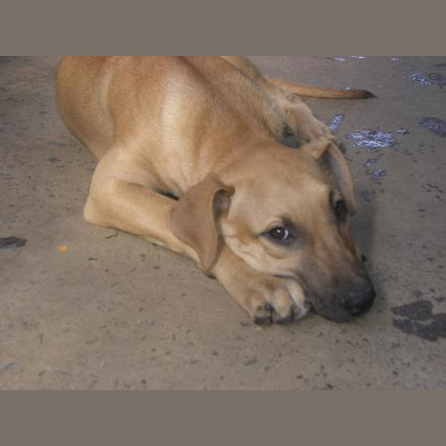 Photo of I Am On Hold Fraza