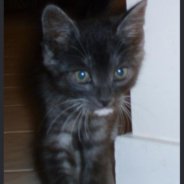 Photo of Smokey