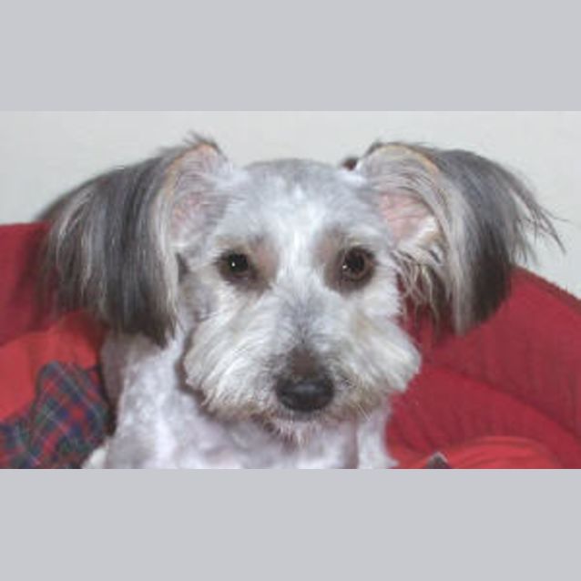 Photo of Trixie