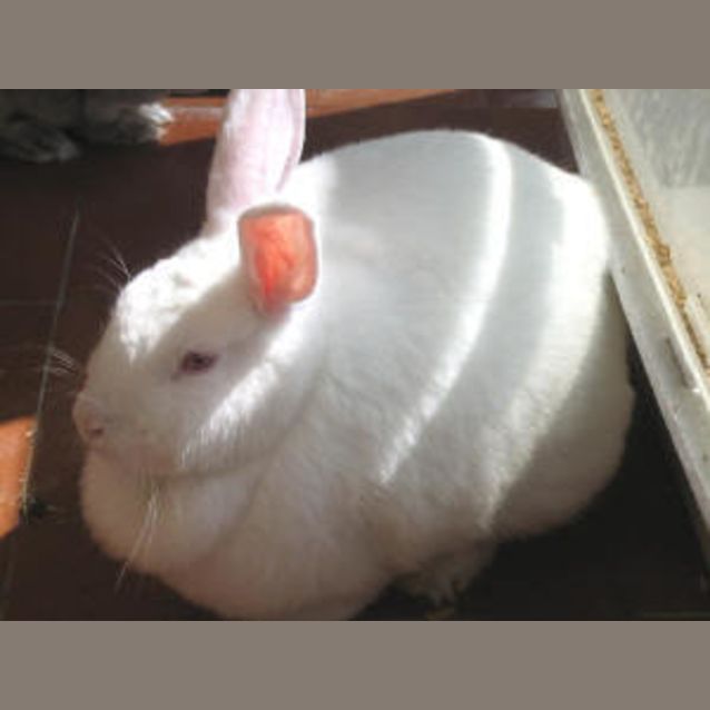 Photo of Lucy And Bunny