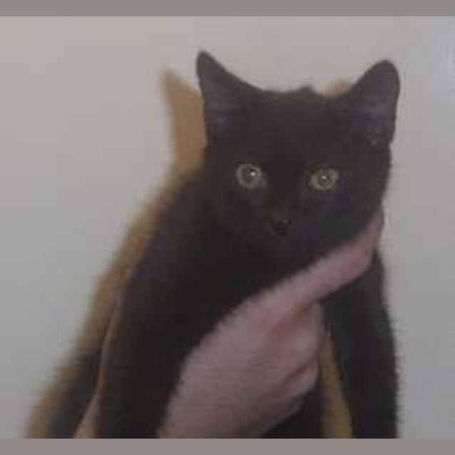 Photo of Jellybean