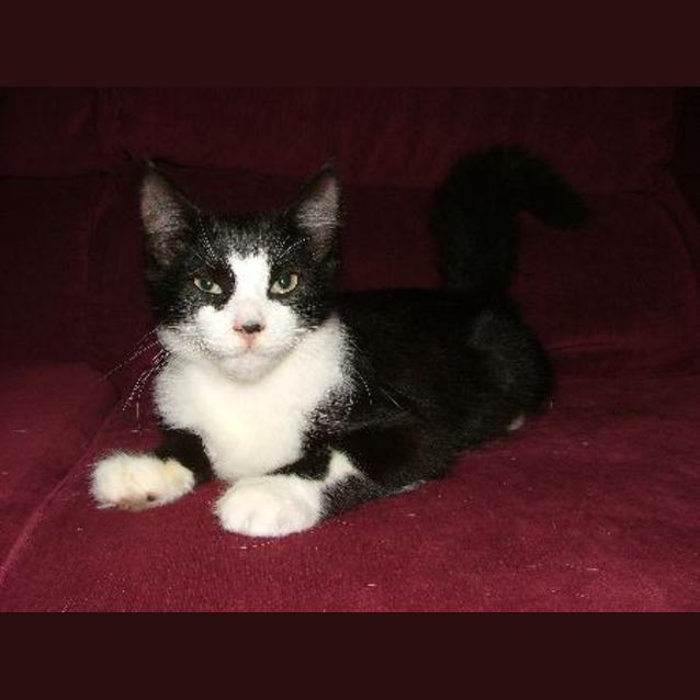 Photo of Felix Fluffytail