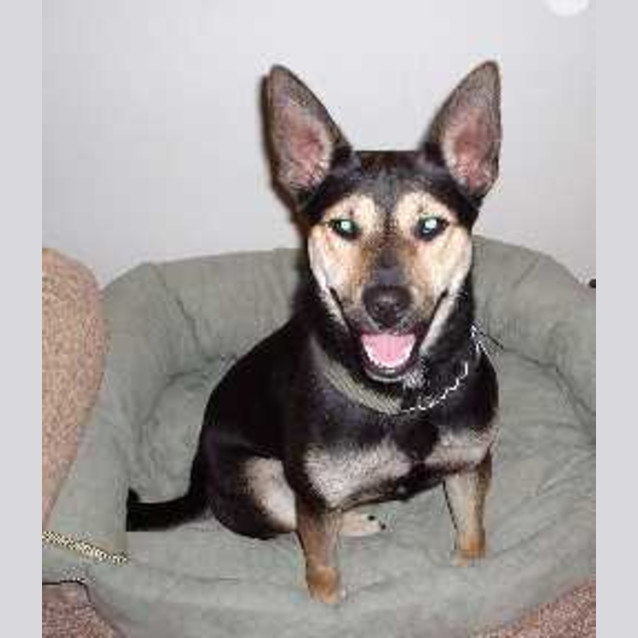 Photo of Bosley