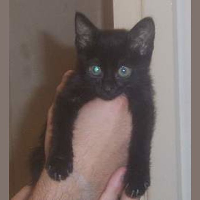 Photo of Blueberry
