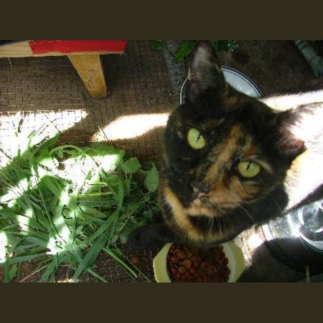 Photo of Beautiful Fudge