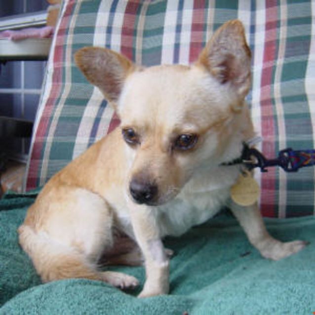 Photo of Scooter
